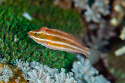 Scarus rubroviolaceus - Selu Island, Makatian, Wer Maktian, Tanimbar Islands, Maluku, Indonesia