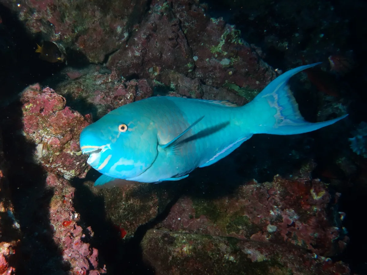 Scarus rubroviolaceus - Cocos Island, Costa Rica