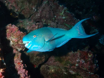 Scarus rubroviolaceus - Cocos Island, Costa Rica