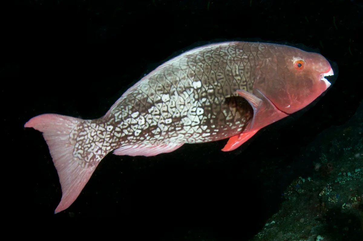 Scarus rubroviolaceus - Liberty Wreck, LJl. Kubu, Tulamben, Kec. Kubu, Kabupaten Karangasem, Bali 80852, Indonesia