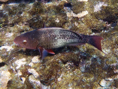 Scarus rubroviolaceus - Anaehoomalu Bay, Waikoloa Beach Resort, HI 96738, USA