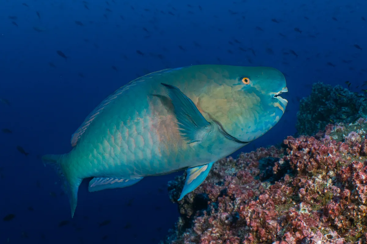 Scarus rubroviolaceus - Darwin, Ecuador