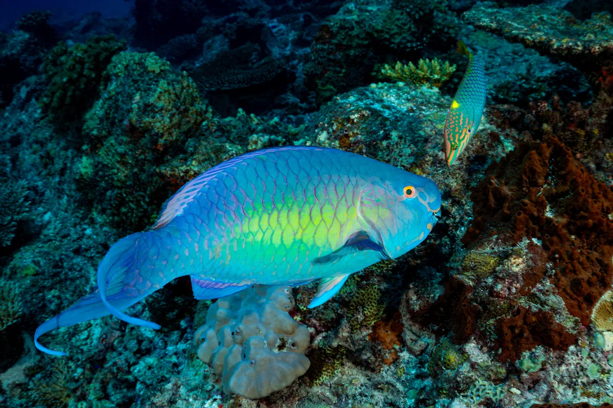 Scarus rubroviolaceus - Seychelles