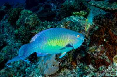 Scarus rubroviolaceus - Seychelles