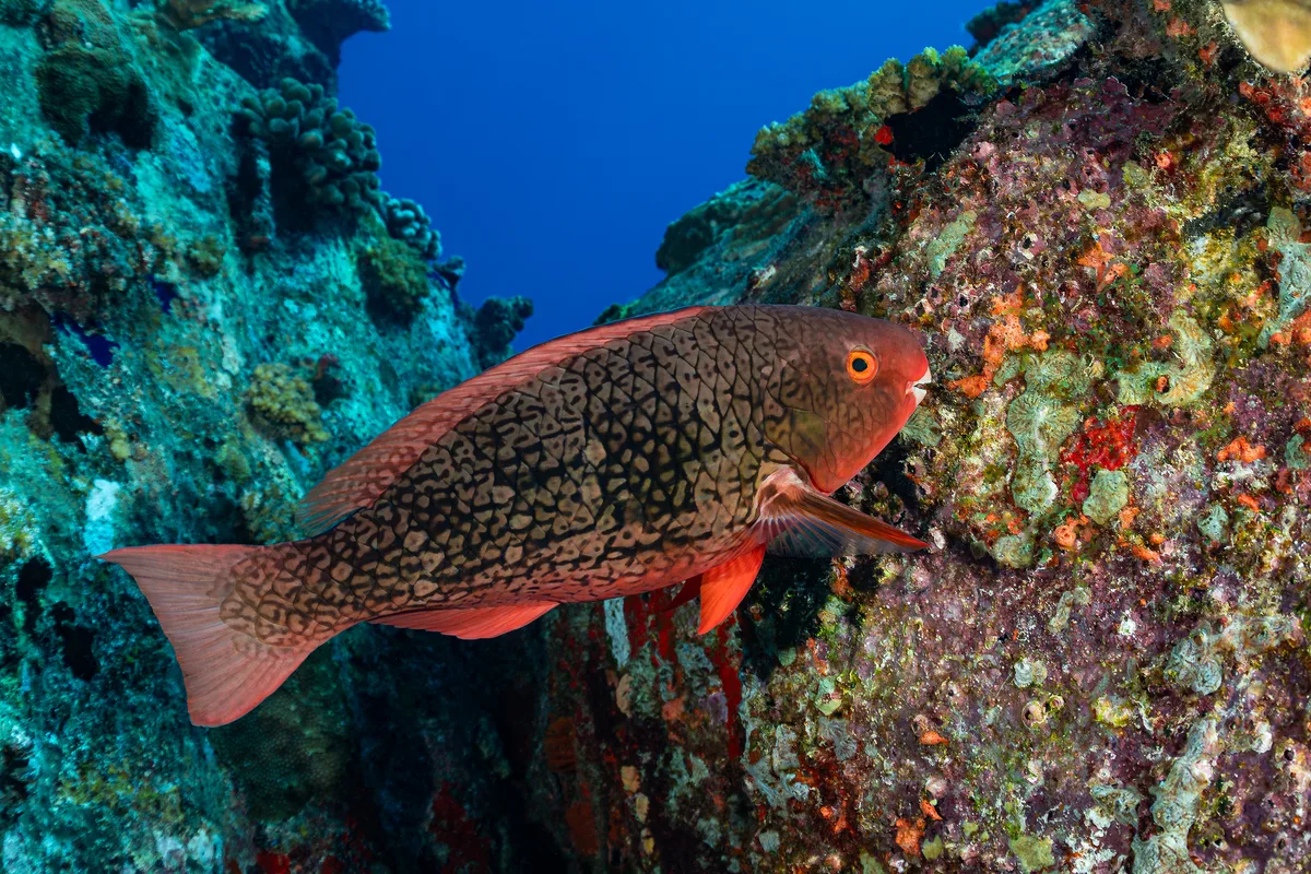 Scarus rubroviolaceus - Seychelles