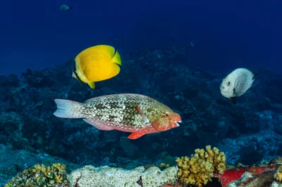 Scarus rubroviolaceus - Seychelles