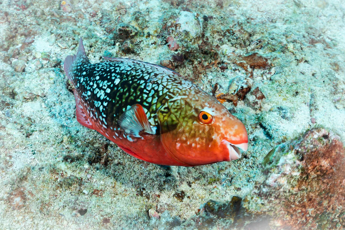 Scarus rubroviolaceus - Seychelles