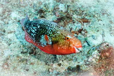 Scarus rubroviolaceus - Seychelles