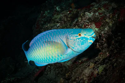 Scarus rubroviolaceus - Seychelles
