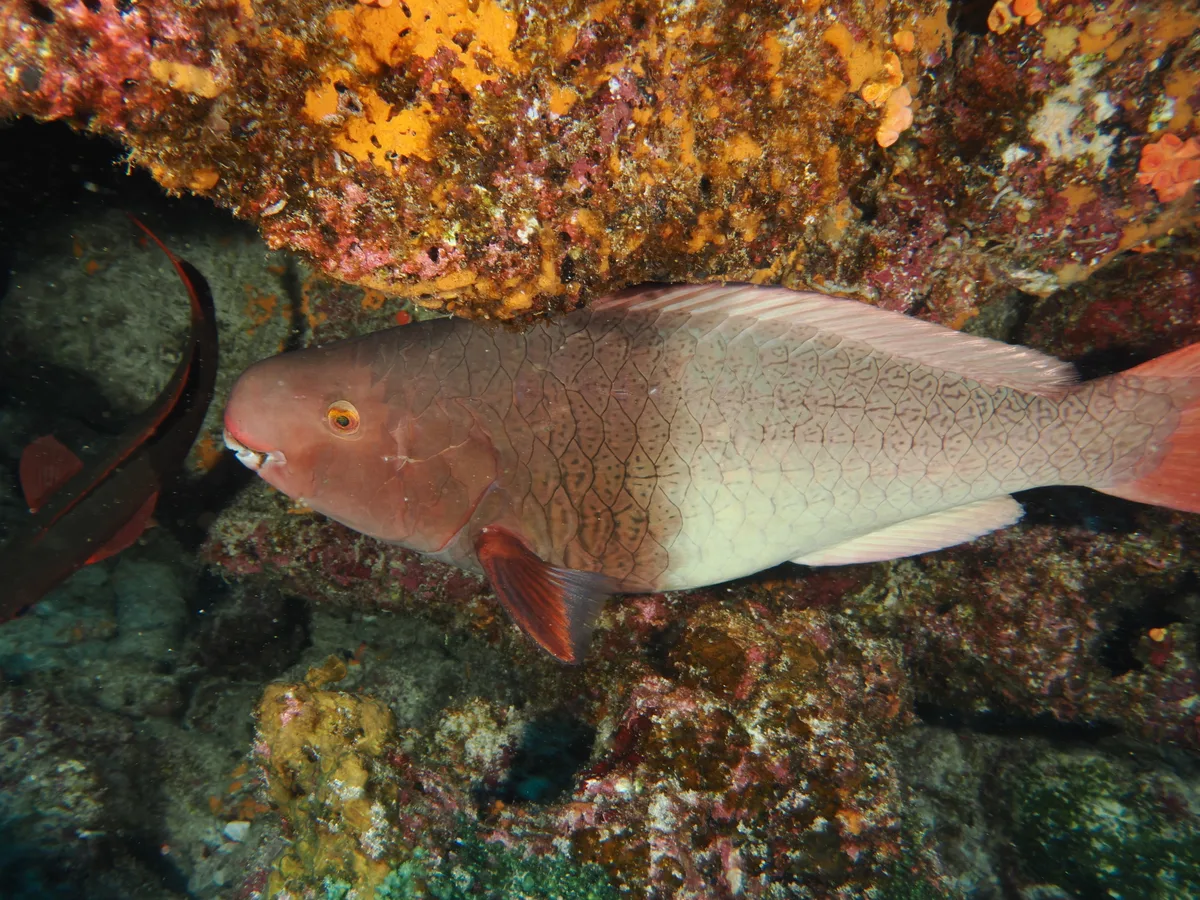 Scarus rubroviolaceus - Wellington Reef, Darwin
