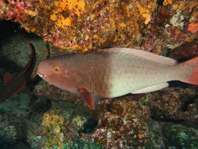 Scarus rubroviolaceus - Wellington Reef, Darwin