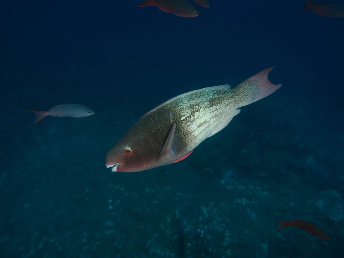 Scarus rubroviolaceus - Darwin's Arch, Darwin