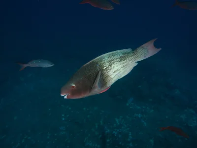 Scarus rubroviolaceus - Darwin's Arch, Darwin