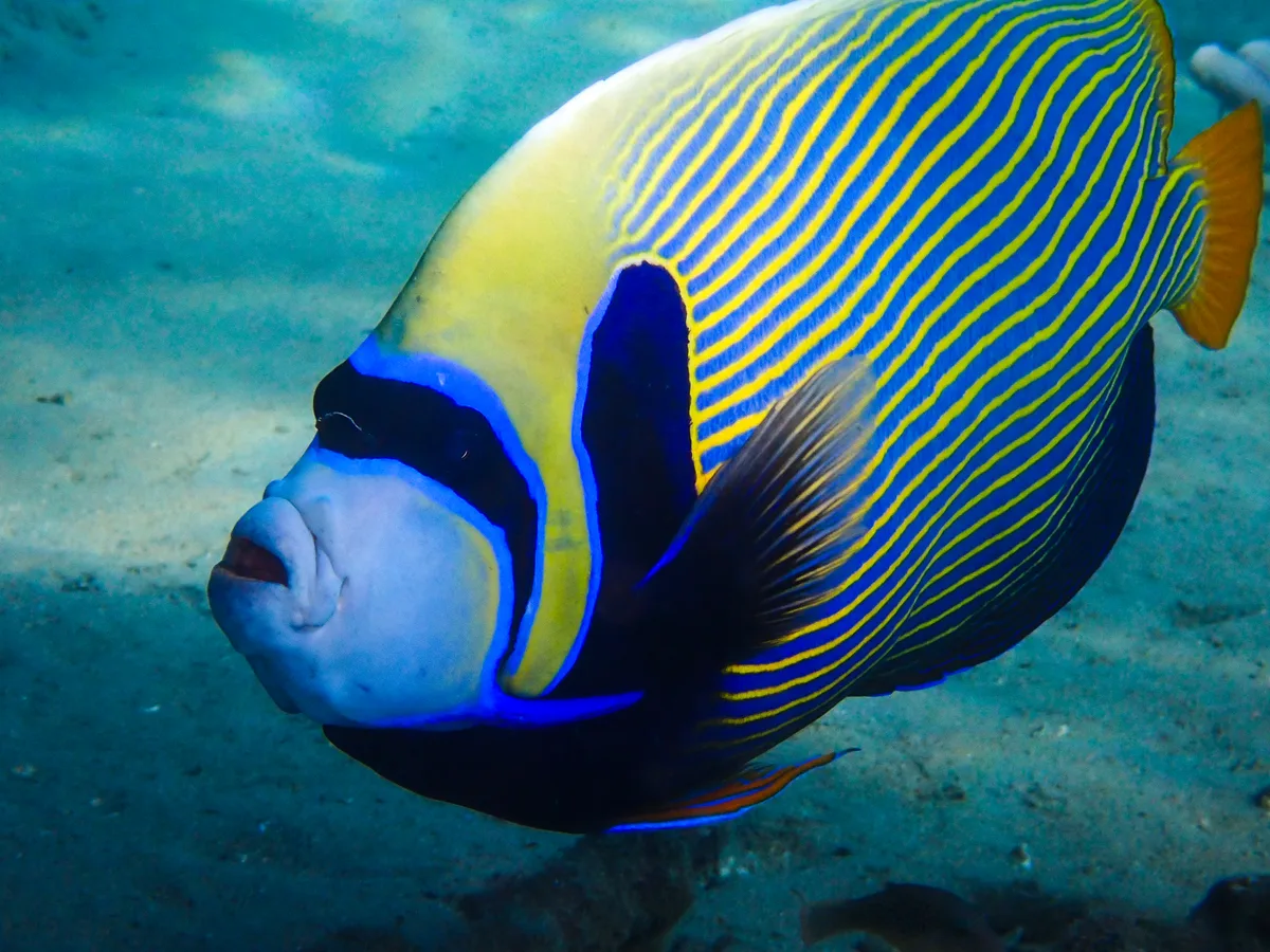 Emperor Angelfish