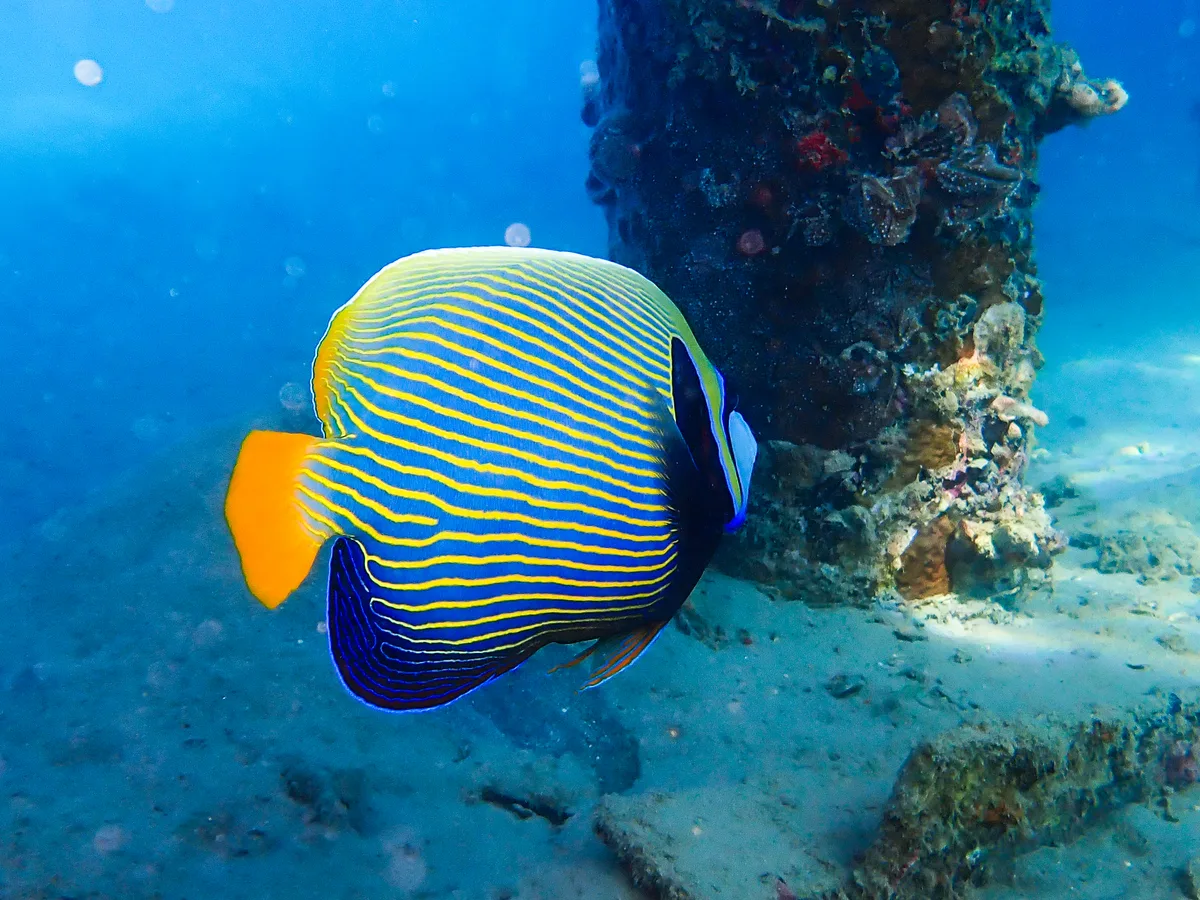 Emperor Angelfish