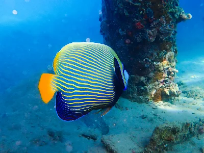Emperor Angelfish