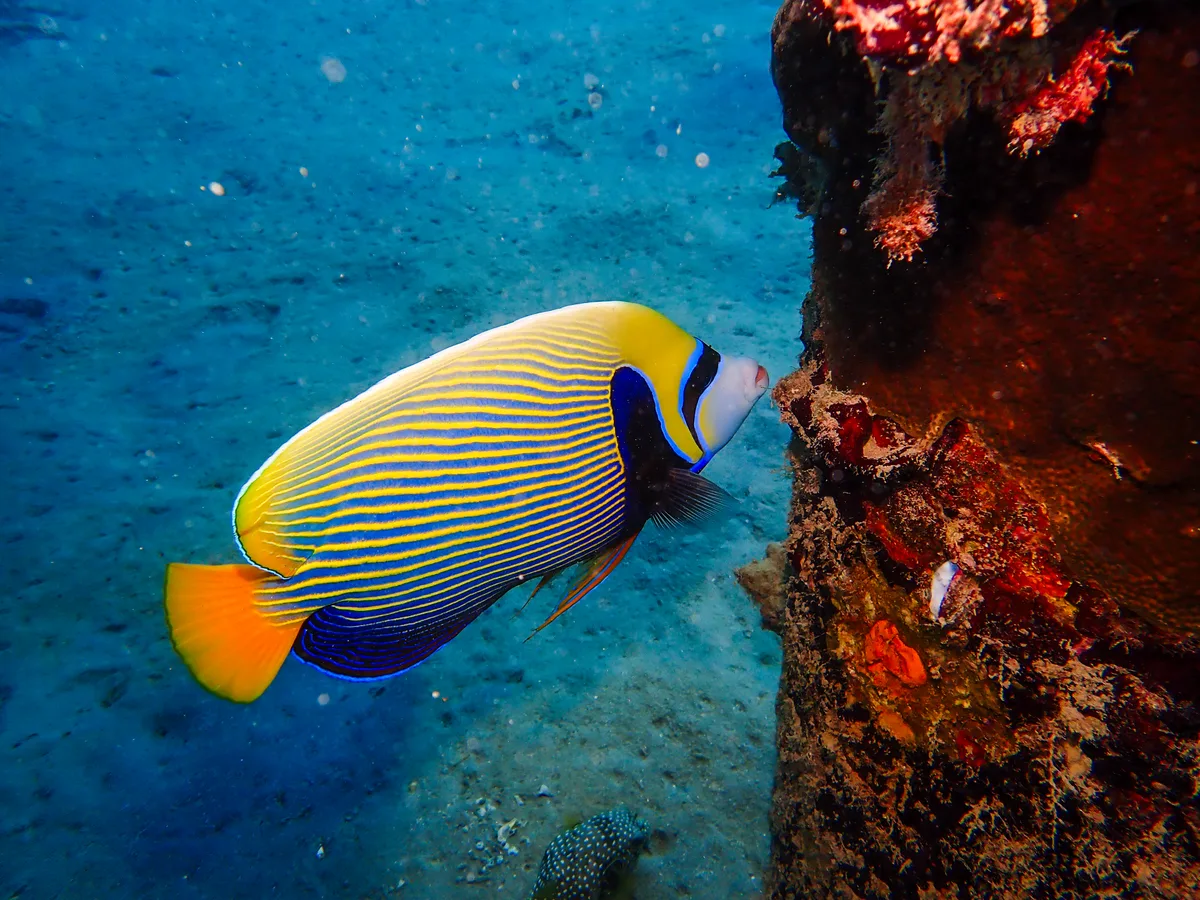 Emperor Angelfish