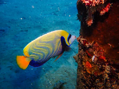 Emperor Angelfish