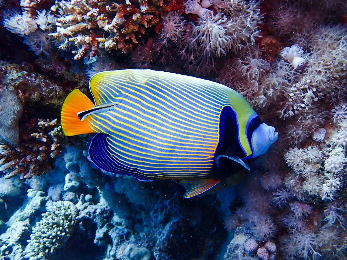 Emperor Angelfish