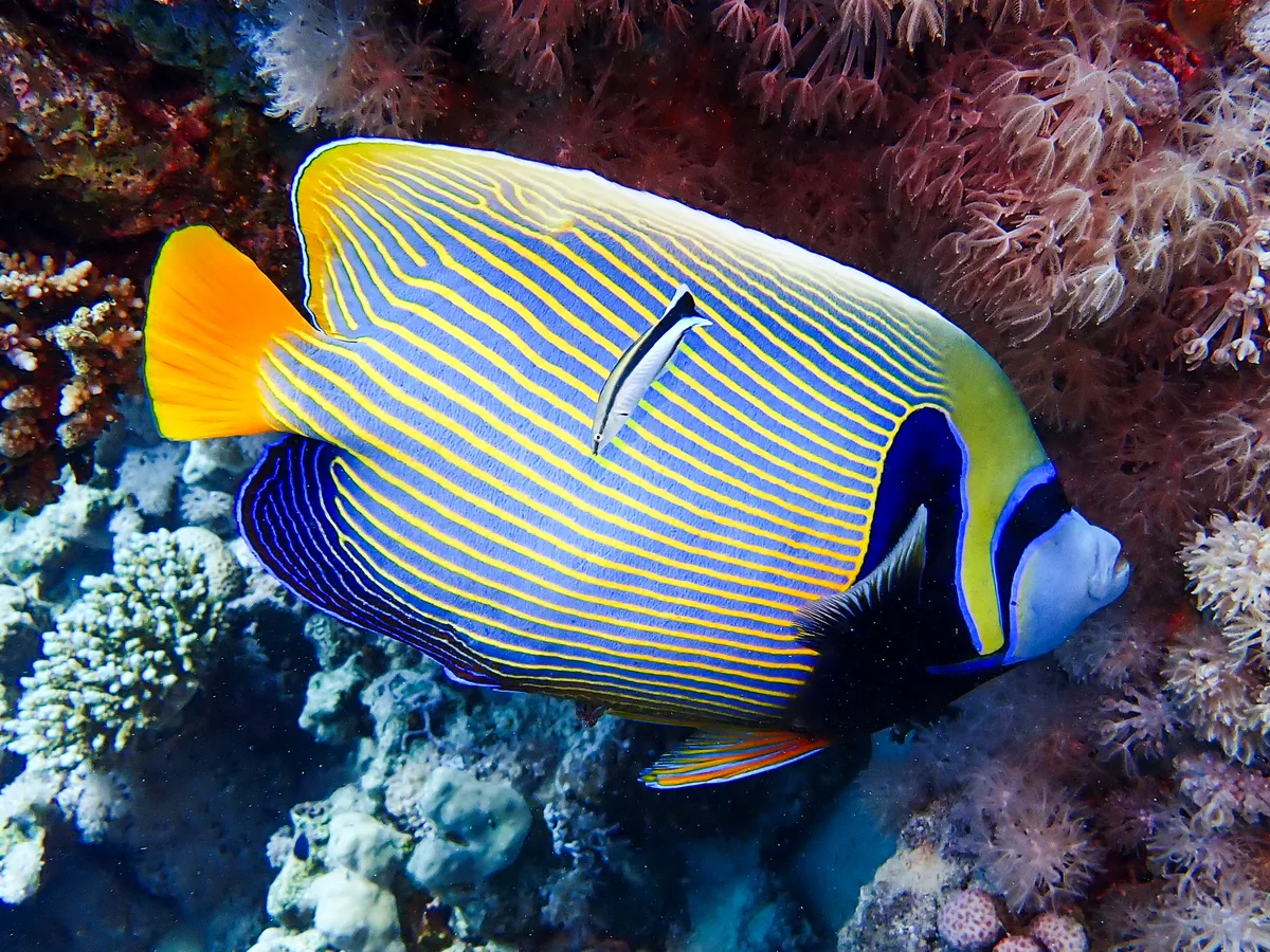 Emperor Angelfish