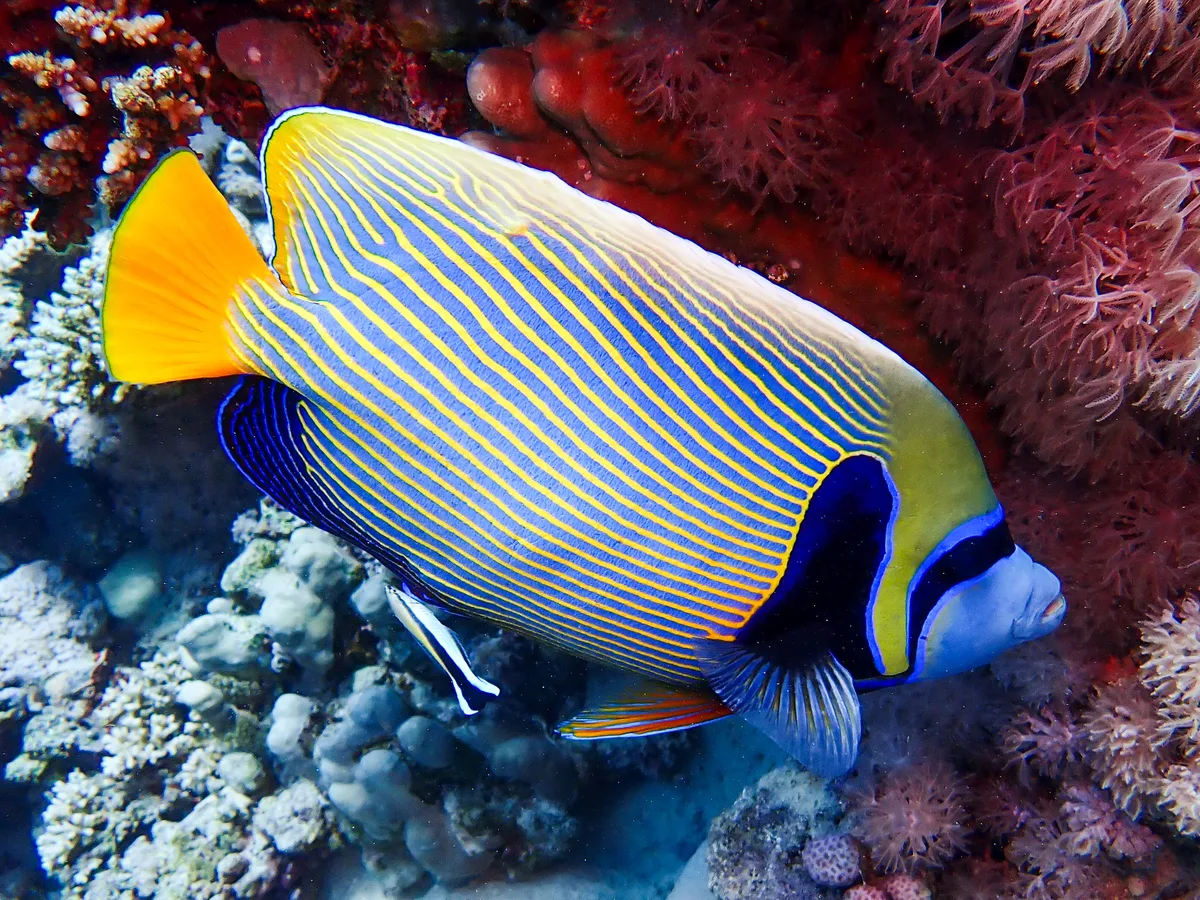 Emperor Angelfish