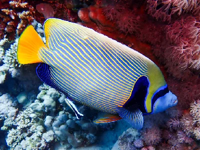 Emperor Angelfish