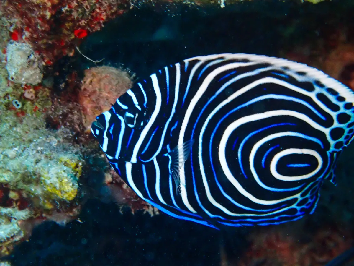 Emperor Angelfish (Juvenile)