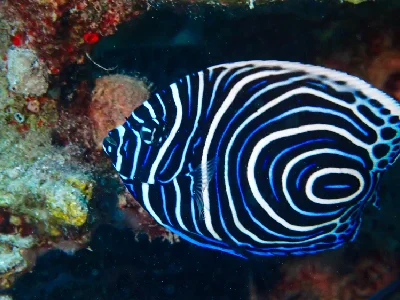 Emperor Angelfish (Juvenile)