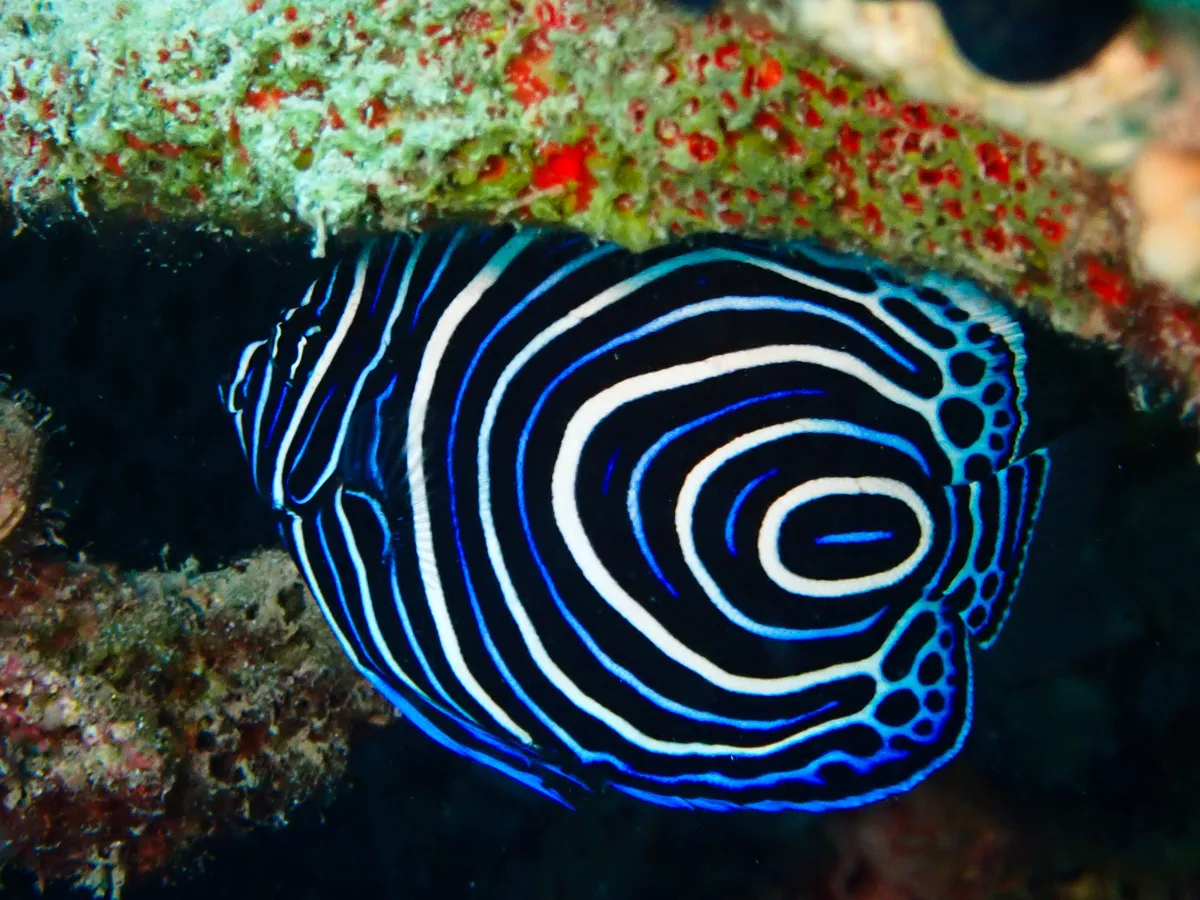 Emperor Angelfish (Juvenile)