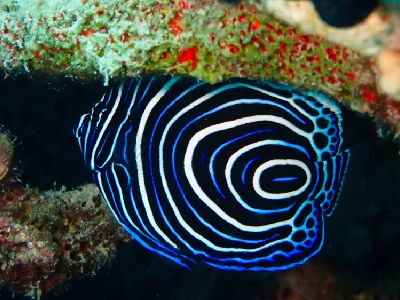 Emperor Angelfish (Juvenile)