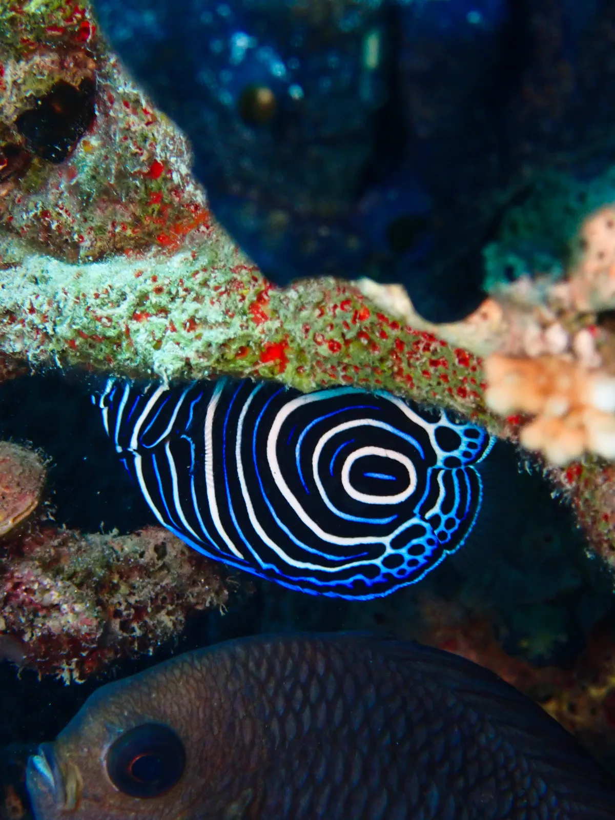 Emperor Angelfish (Juvenile)