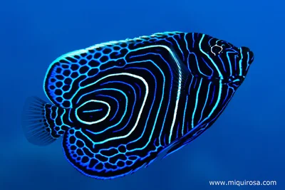 Pomacanthus imperator