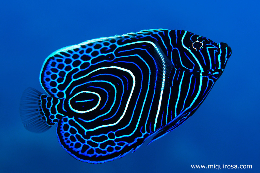 Pomacanthus imperator