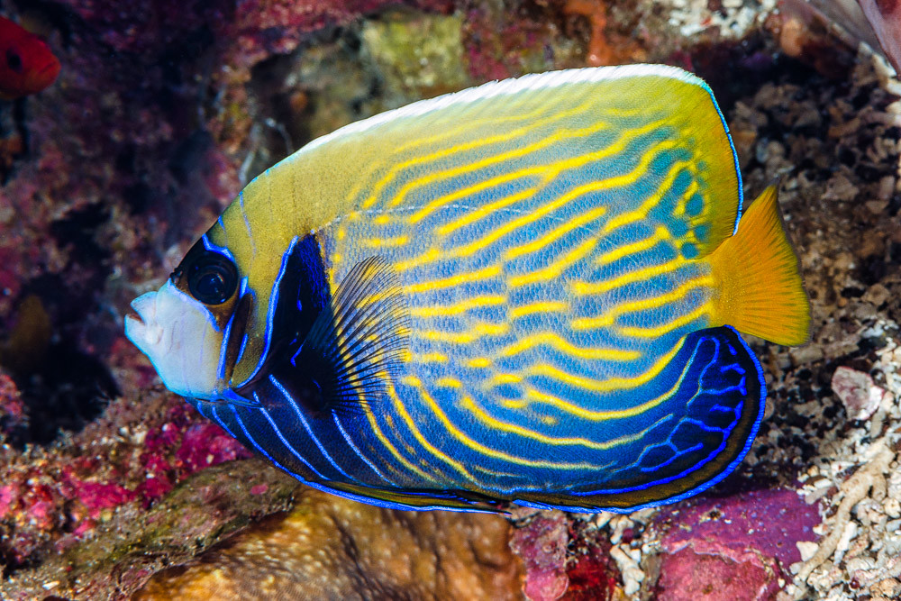 Emperor angelfish, subadult - Pomacanthus imperator