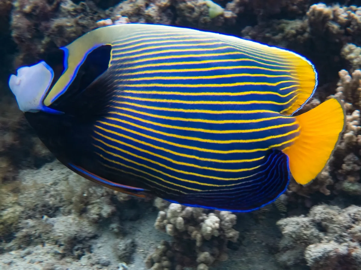 Pomacanthus imperator