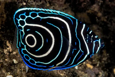Emperor angelfish, juvenile - Pomacanthus imperator