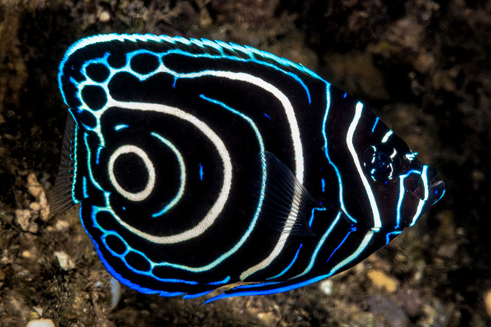 Emperor angelfish, juvenile - Pomacanthus imperator