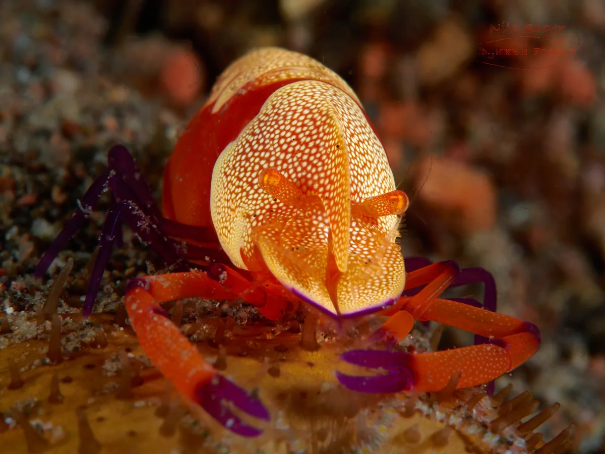 Zenopontonia rex