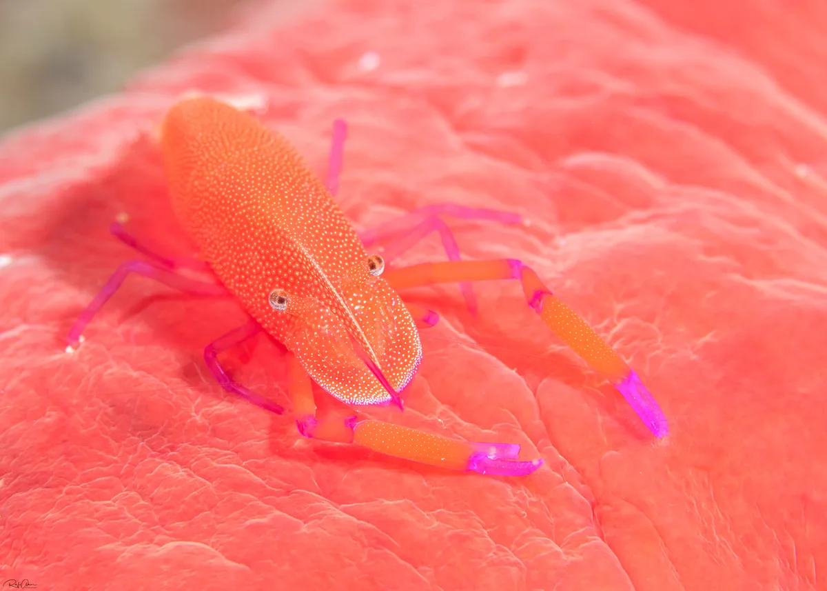 Zenopontonia rex