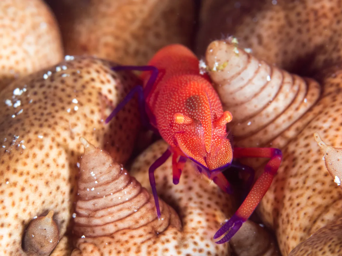 Zenopontonia rex