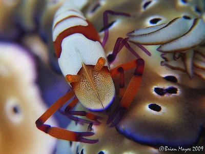 Zenopontonia rex