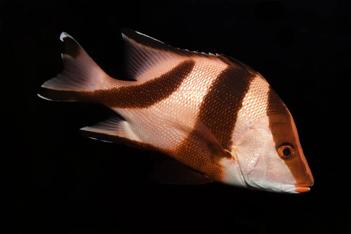Emperor Snapper
