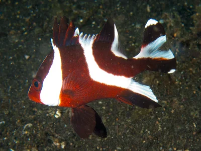 Lutjanus sebae