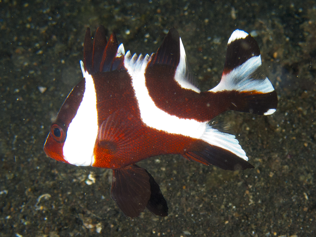 Lutjanus sebae