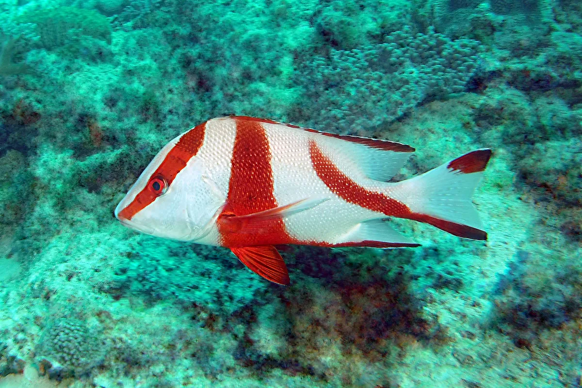 Red Emperor