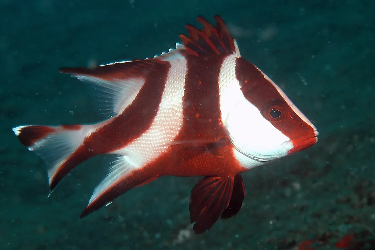 Lutjanus sebae 08 6966