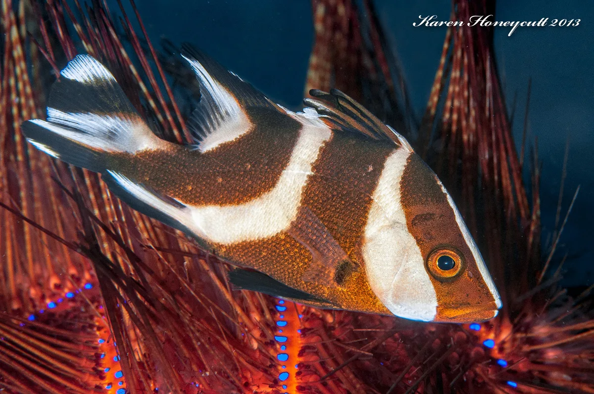Lutjanus sebae (Red Emperor Snapper) - Dumaguete, Philippines