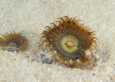 Green Button Polyp - Palythoa mutuki