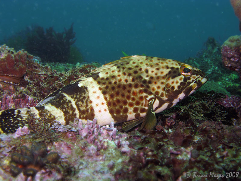 Epaulet Grouper (Epinephelus stoliczkae)