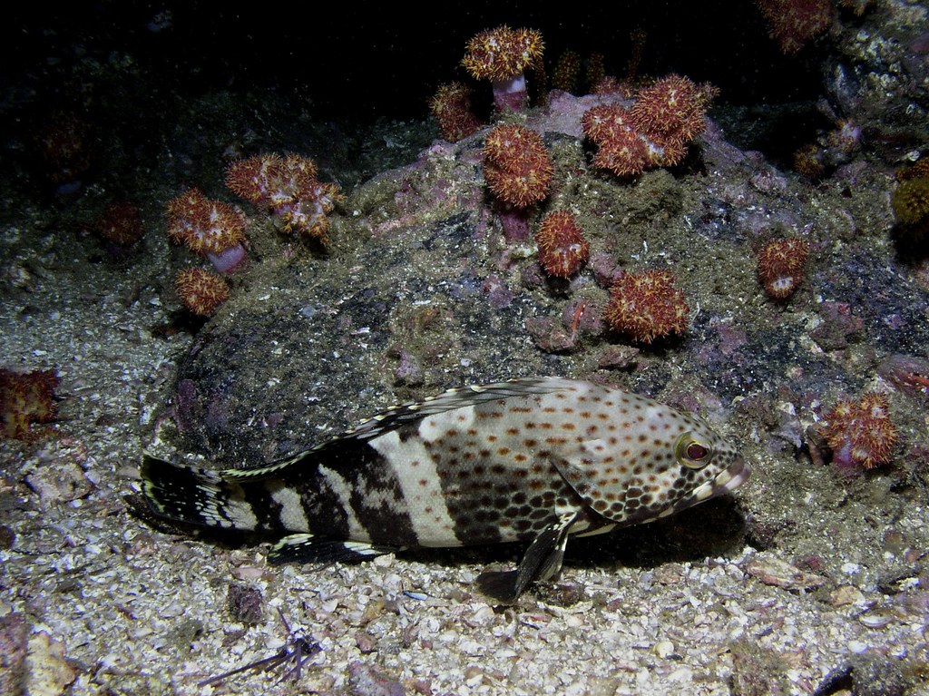 Epaulet grouper